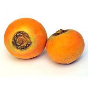 NAVET BOULE D'OR
