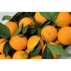 ORANGE NAVELINE