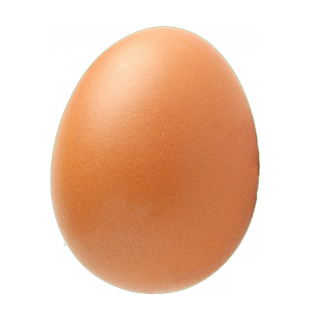 OEUF FRAIS X1 COUR DES LIONS