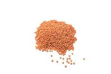 LENTILLES CORAIL VRAC