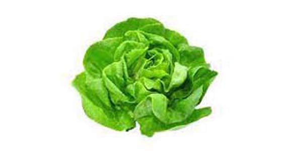 SALADE BATAVIA/FEUILLE DE CHENE BIO FRANCE