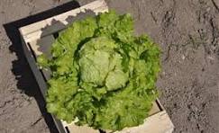 SALADE LAITUE BATAVIA  BIO
