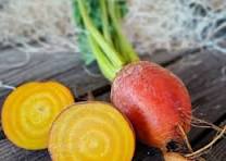 BETTERAVE  RONDE JAUNE