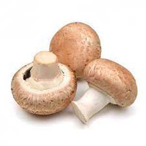 CHAMPIGNON DE PARIS BLOND/BLANC BIO FRANCE