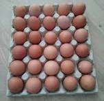OEUF FRAIS X 30
