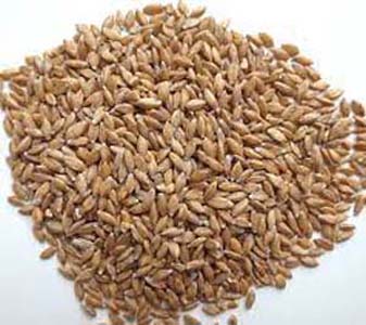 GRAINE PETITE EPEAUTRE BIO VRAC