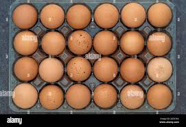 OEUF FRAIS X 24